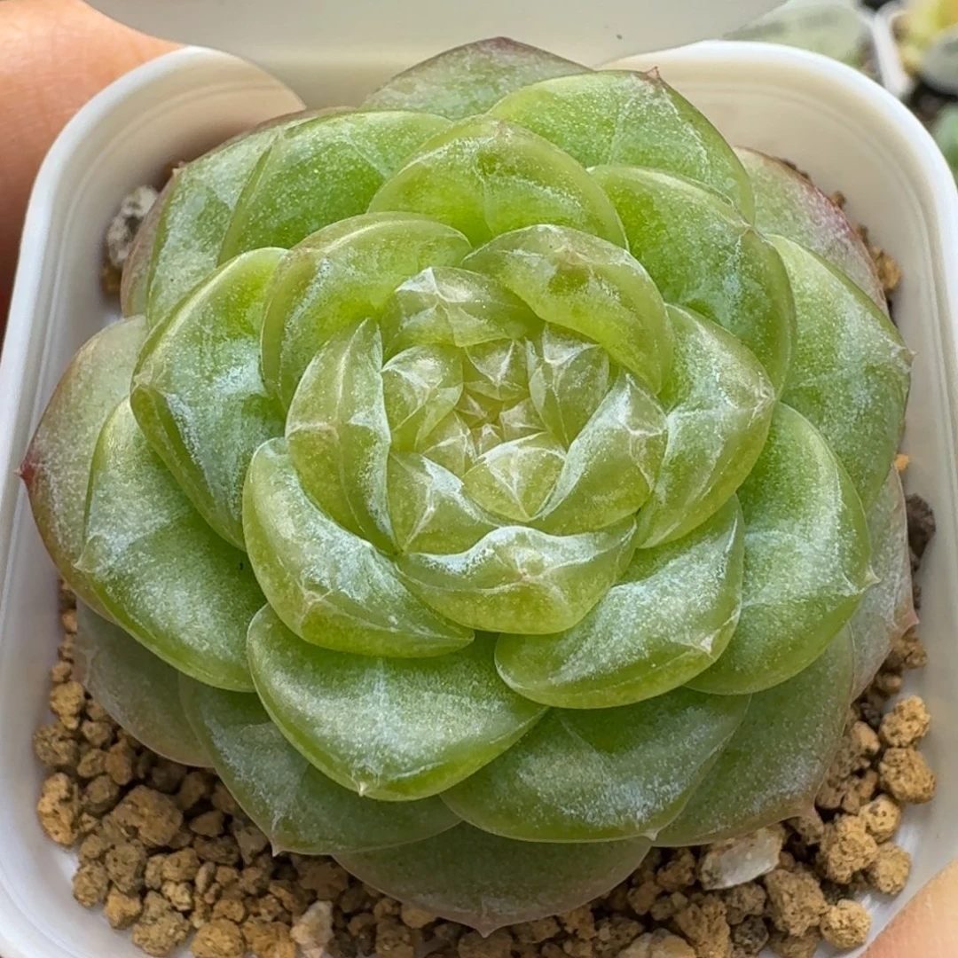 1019-016-6067单头