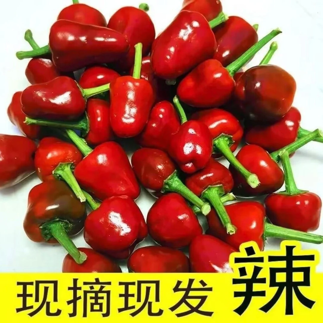 当季现摘现发新鲜灯笼椒剁椒泡椒草莓椒红灯笼子弹头辣椒有特辣和