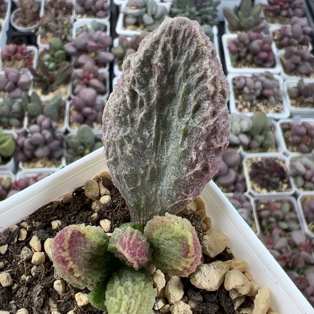 苍龙粗狂纹路款多肉植物水泡