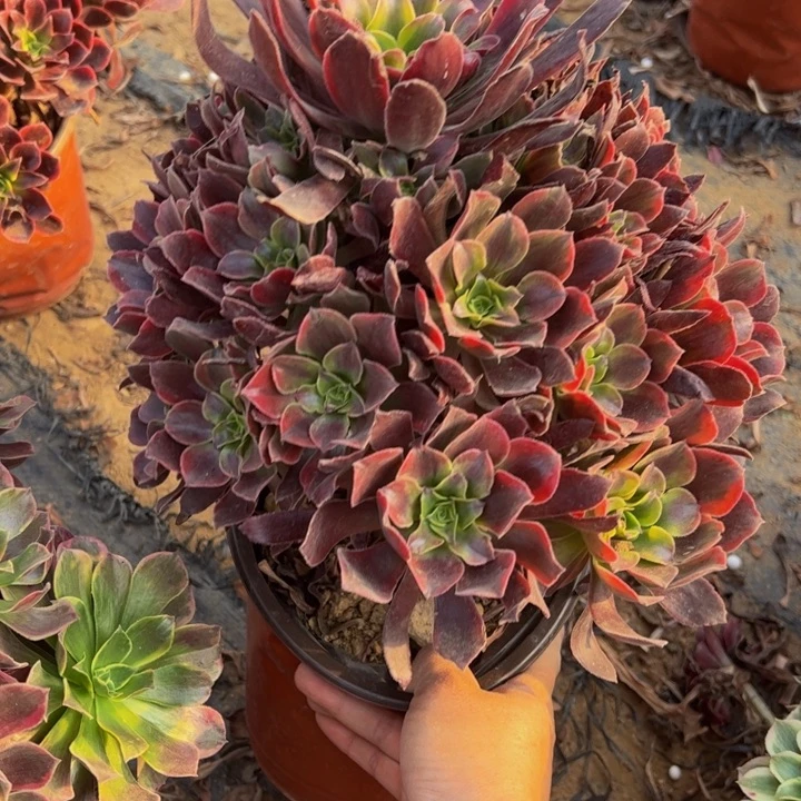 蒙娜丽莎多肉植物775.