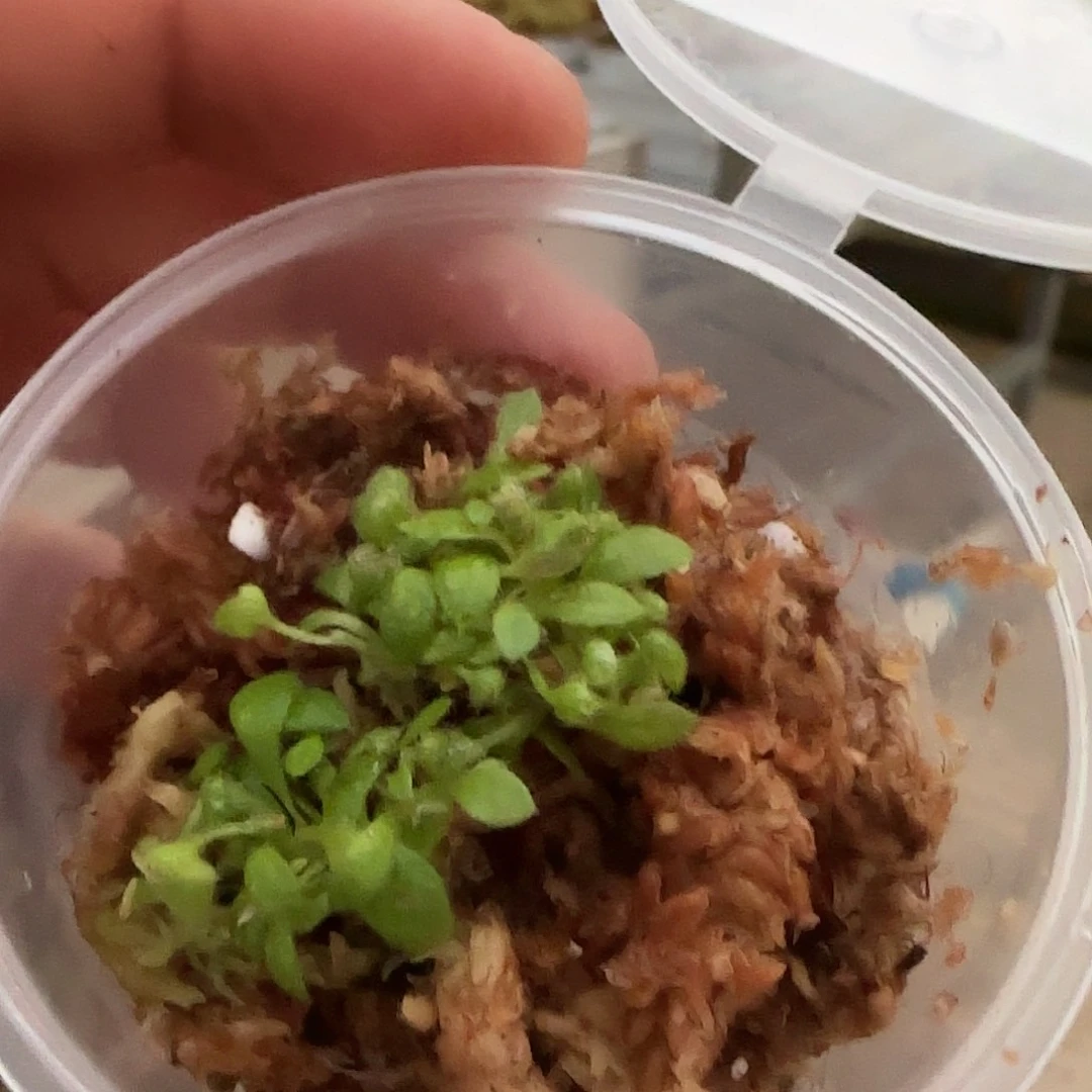 ****粥无花朵慎拍土瓶（不售后）