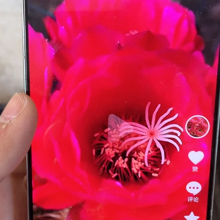 毛花柱加州红4公分以上满18包邮
