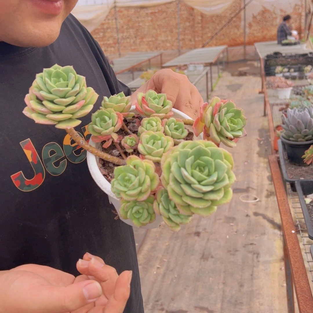 尼可莎娜玫瑰大盆