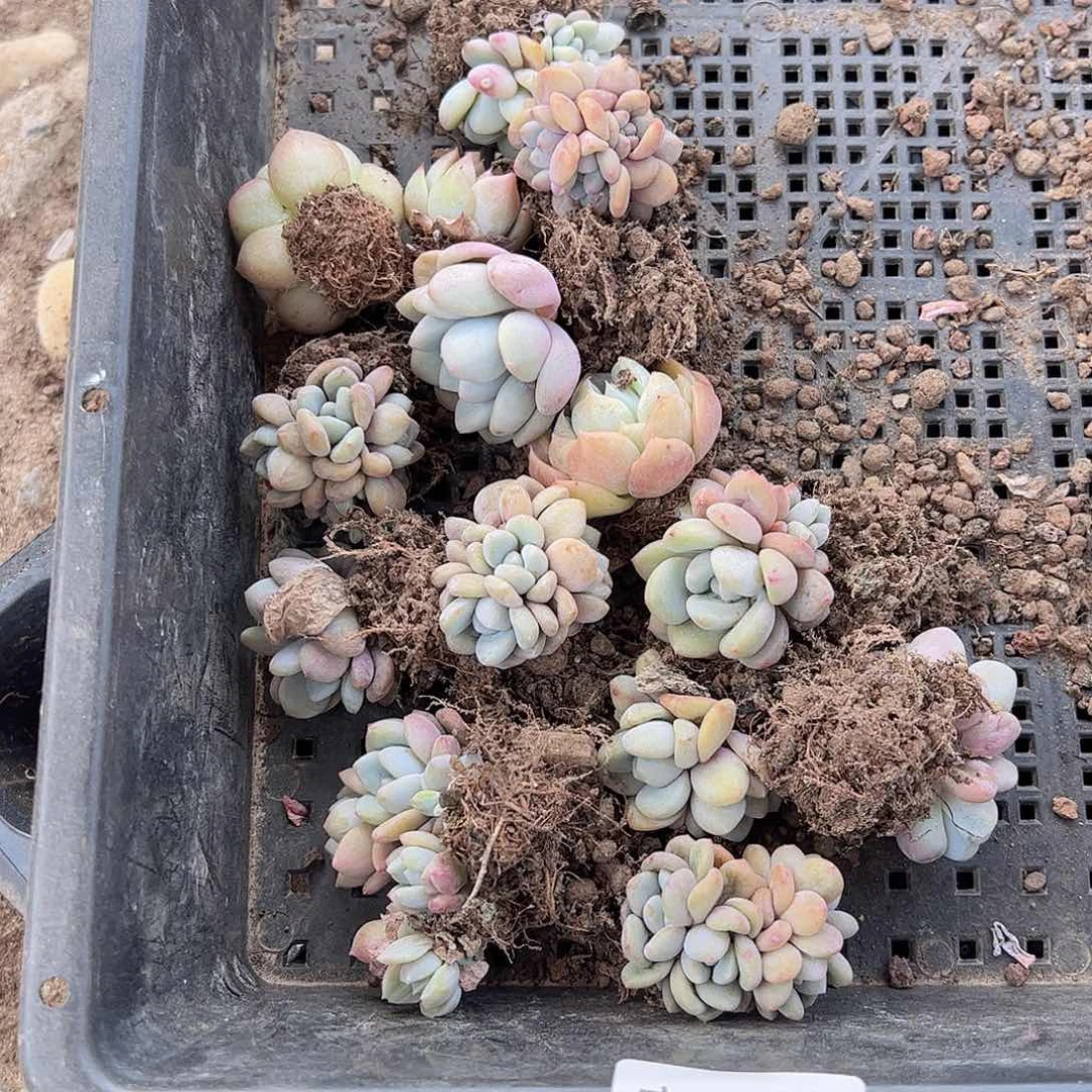 直播福利一物一拍039