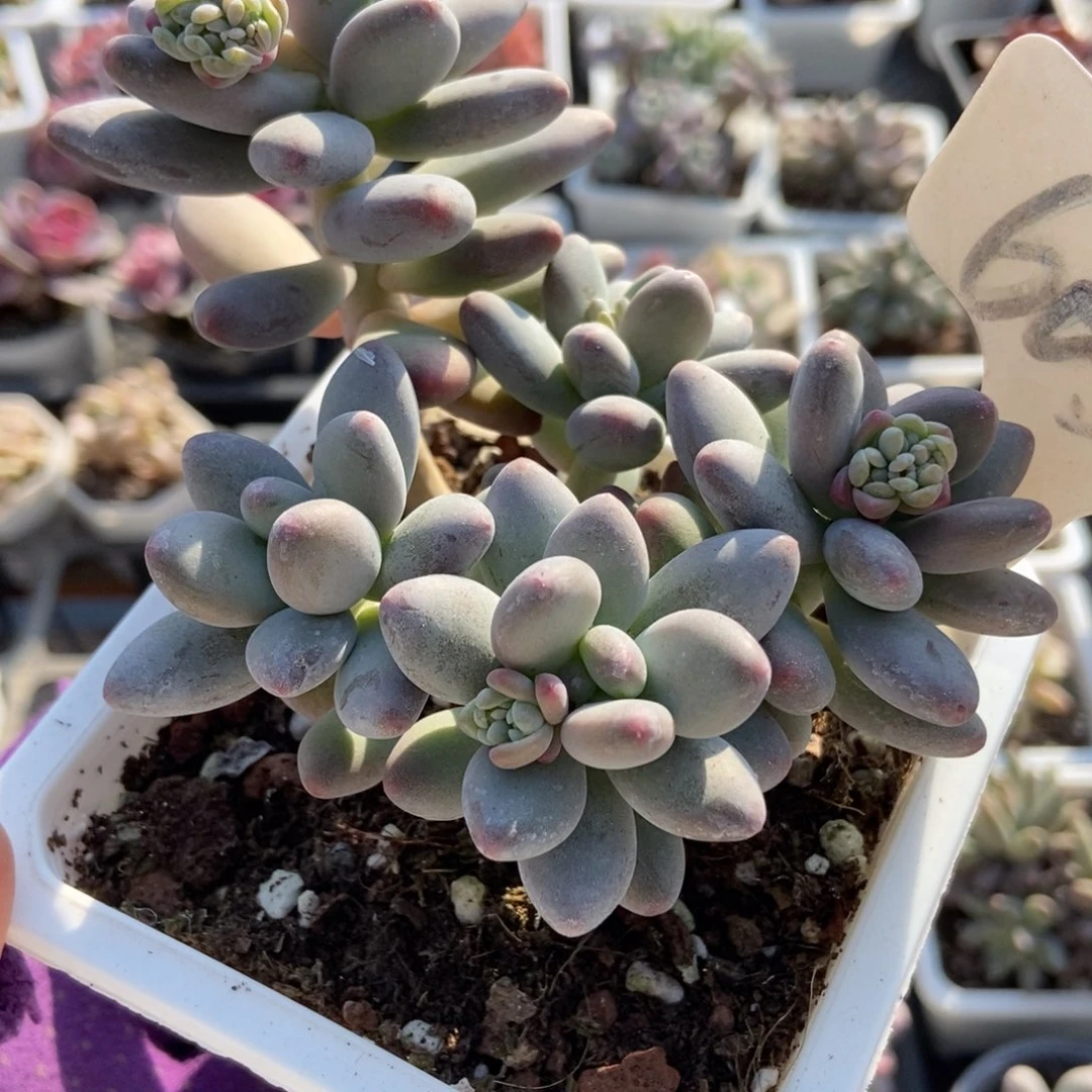 6035苹果奶多肉植物多肉