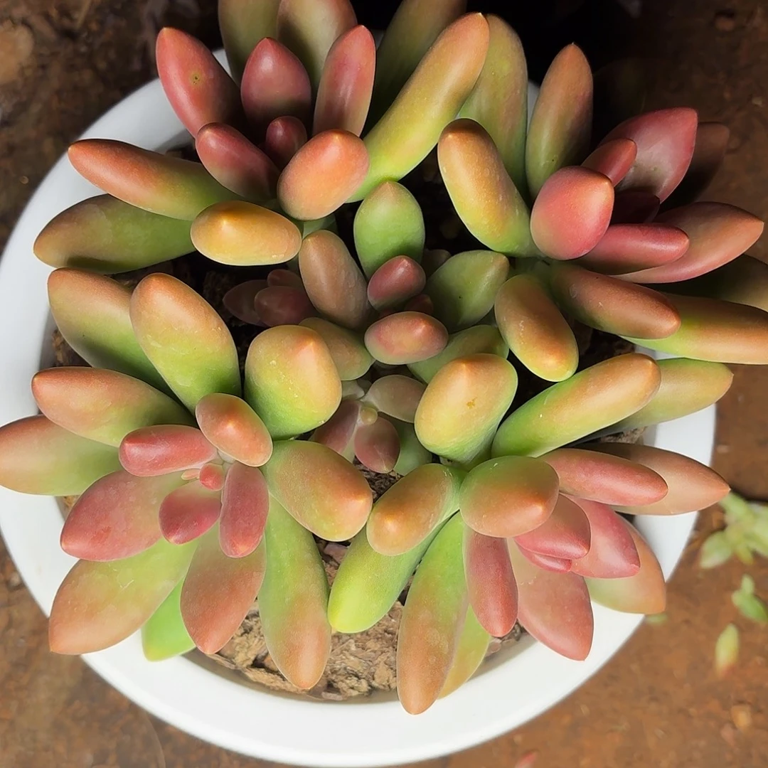 多肉植物芒果奶群