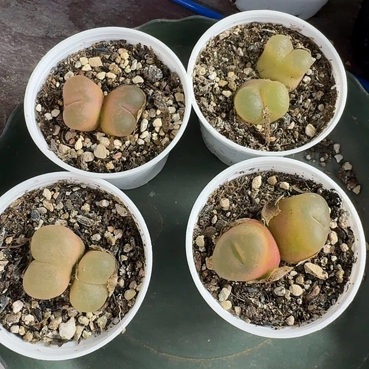 老马生石花双头毛1562