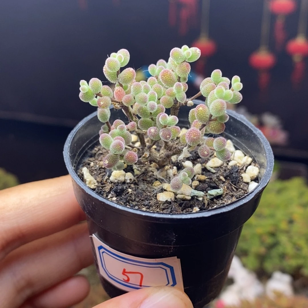 无花朵57号实生糖球枝干