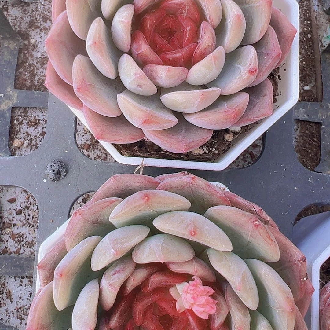 特葡珍妮单头19包邮多肉