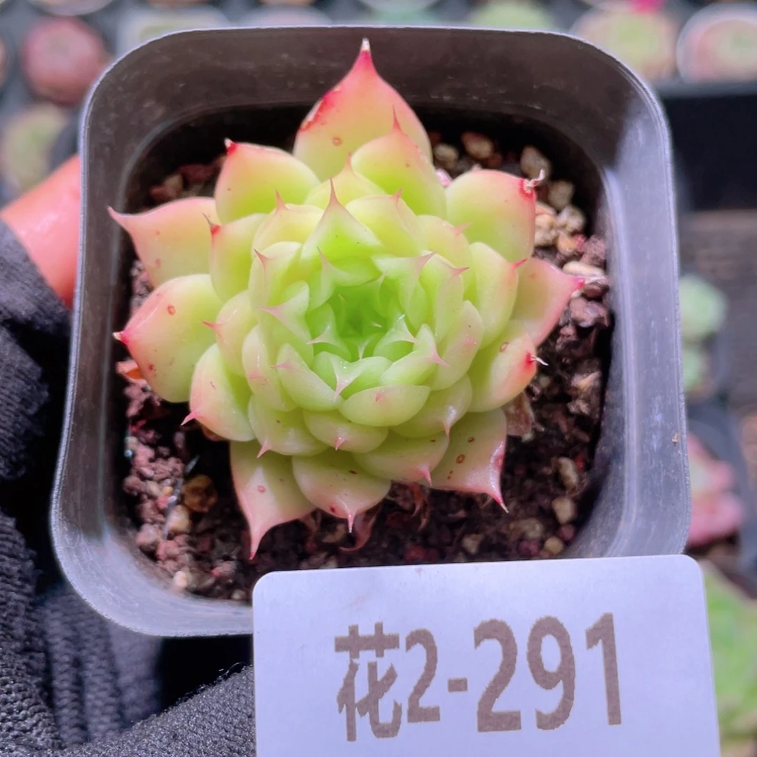 花利美2-291海王