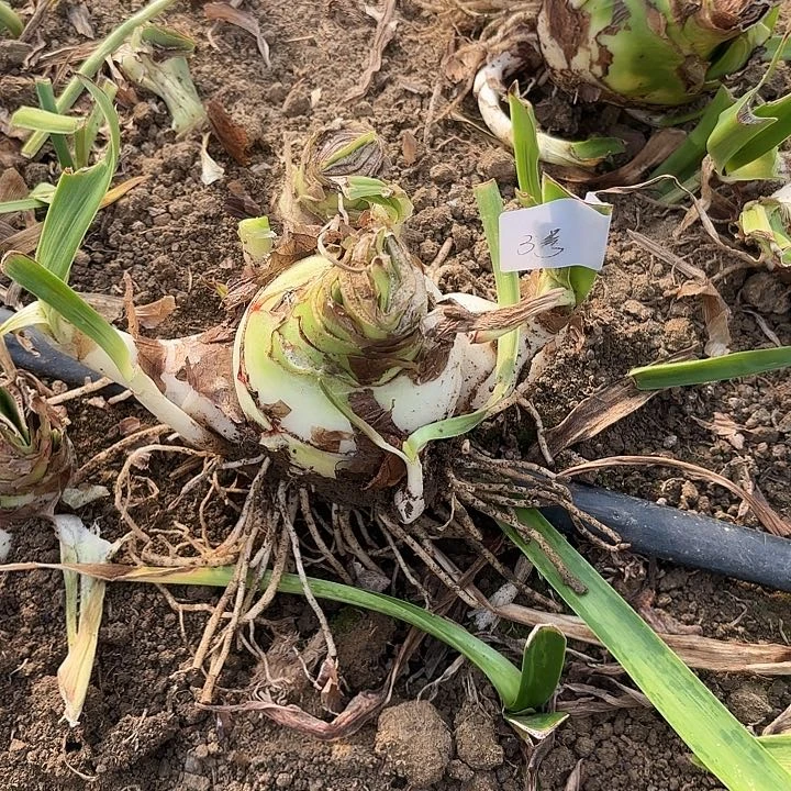 海*甜蜜3号8左右带侧