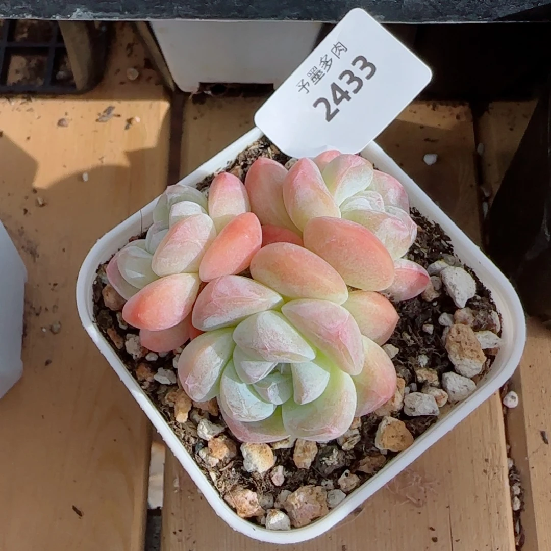 奶油冰玉，2433多肉植物