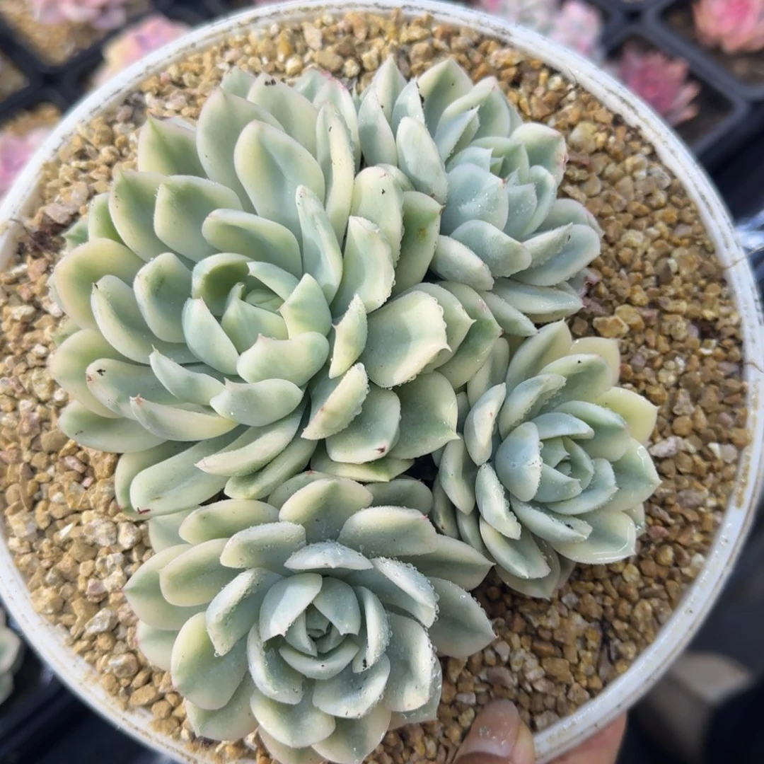 月亮仙子锦，多肉锦