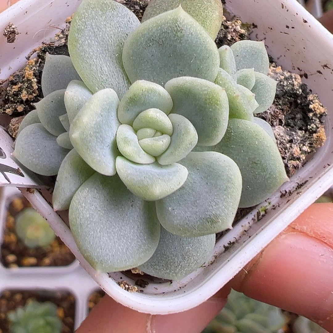 三头T69一物一拍