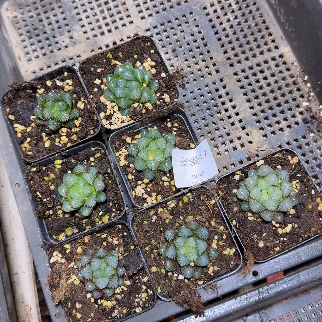 直播福利一物一拍17