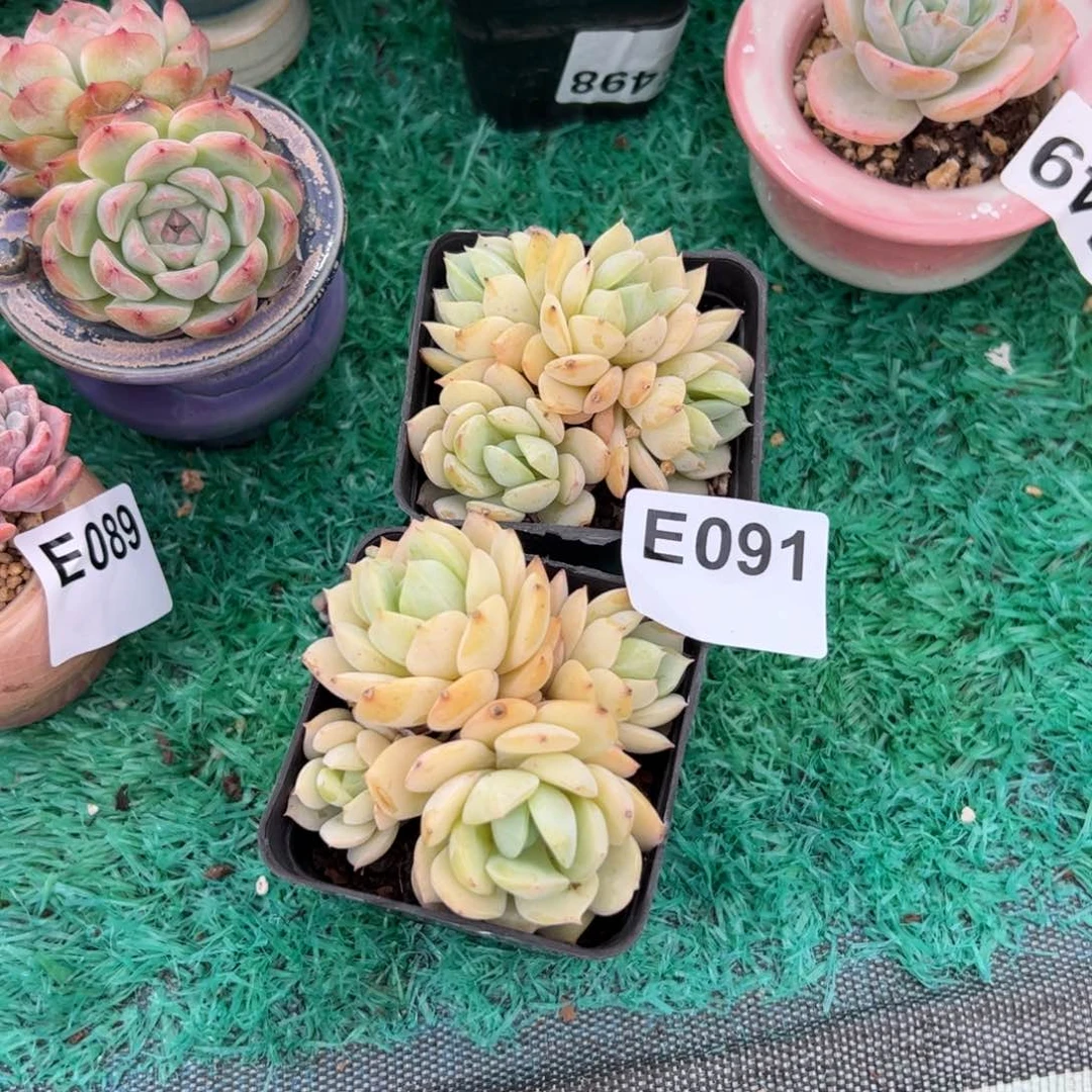 金*豆091 满38包邮非偏远
