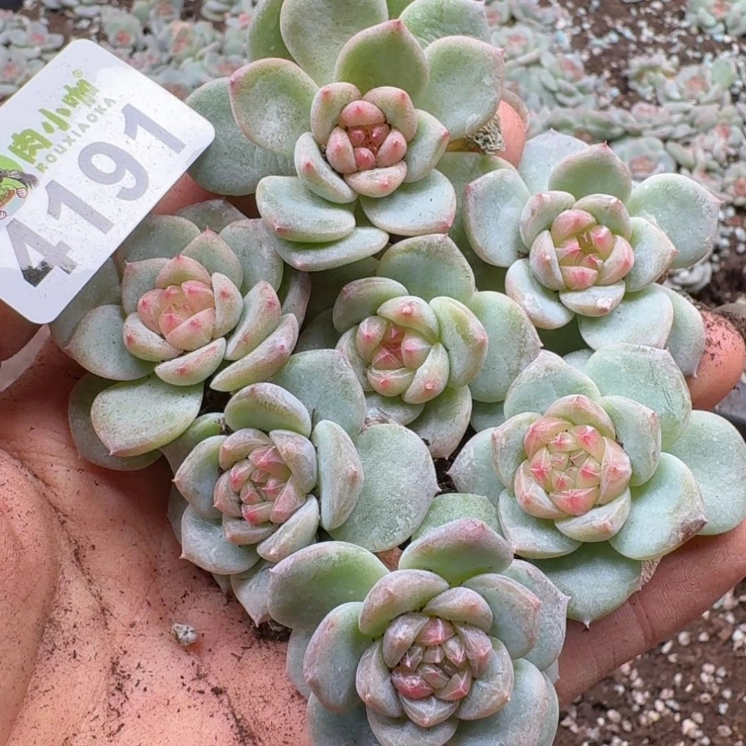 多肉植物多肉植物