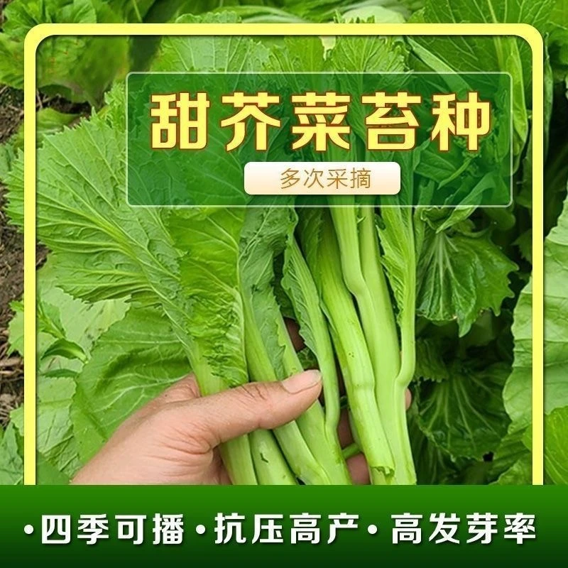 【全店满五包包邮】甜芥菜苔种子多枝脆嫩芥菜心种籽阳台农家种