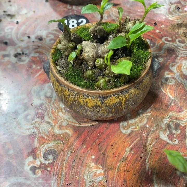 吞***奶无花朵退款拉黑拉黑70