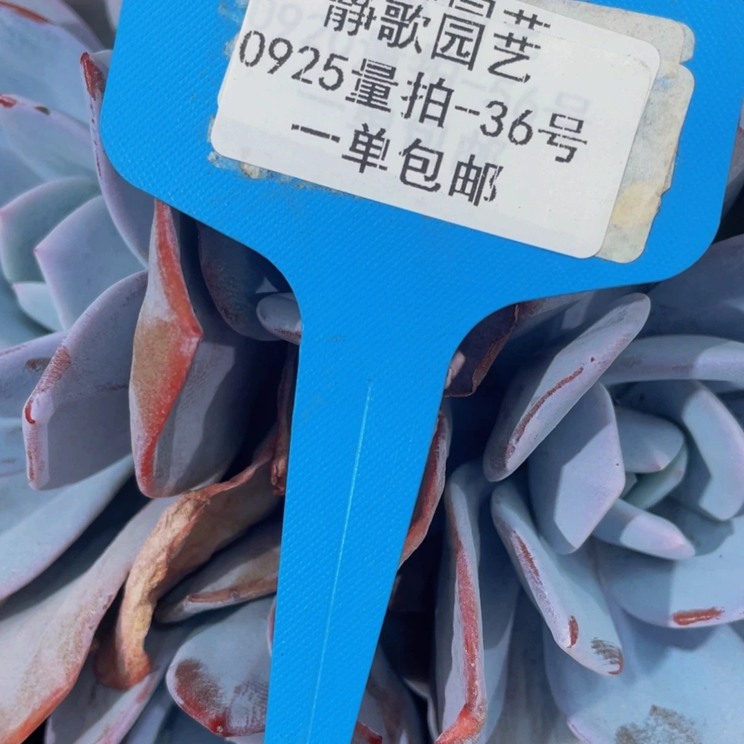 0925-36-微瑕韩版奶茶福利一颗