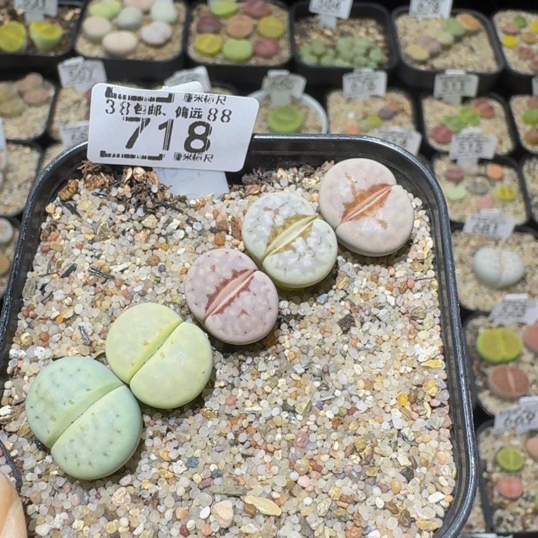 Ssss精品生石花718