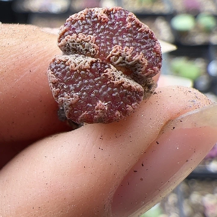 蝴蝶1111111111111111