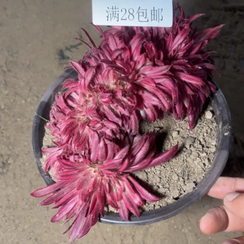 朱雀多肉多肉4261