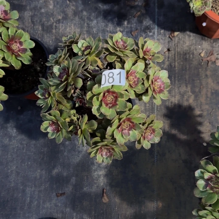 0000000000081红丝绒福利价