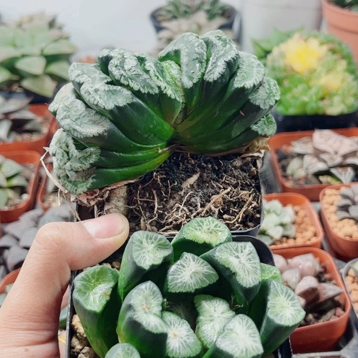 秋***远无花朵玄武➕白妙两颗福利