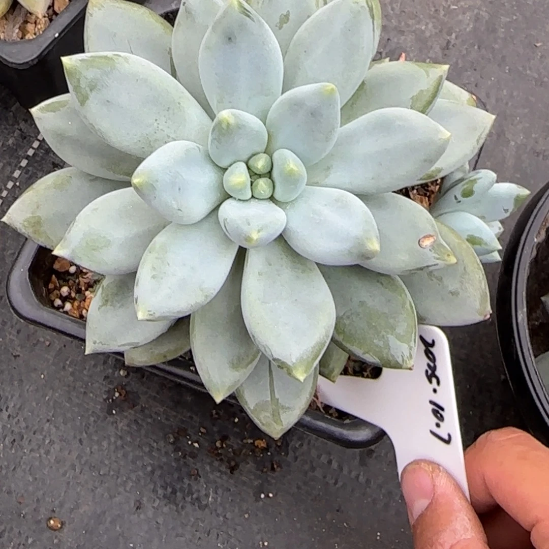 陈***璇一物一拍黄胖体大单头哥特43