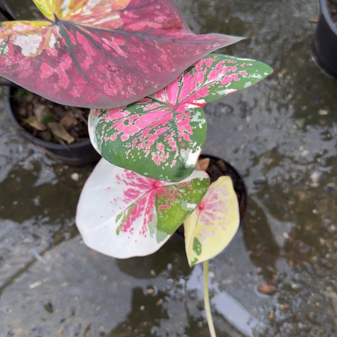 脸**翠51-0912泰国发货六月新娘
