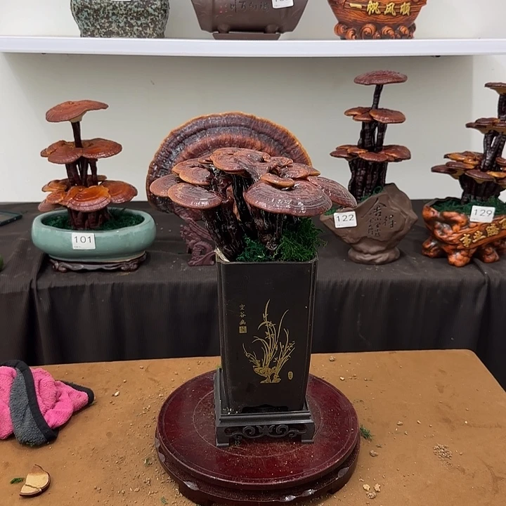 无***草无花朵灵芝盆景居家盆景