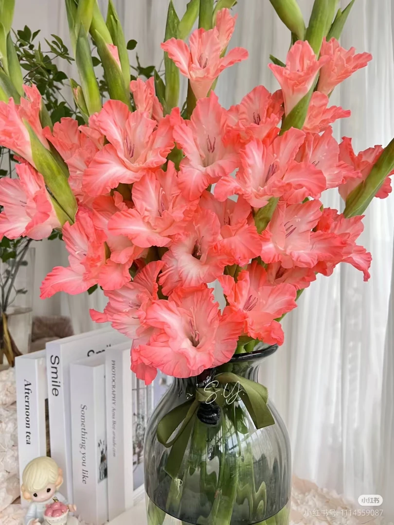 （嫦娥仙子）剑兰东北鲜花原产地直发鲜花鲜切花顺丰包邮