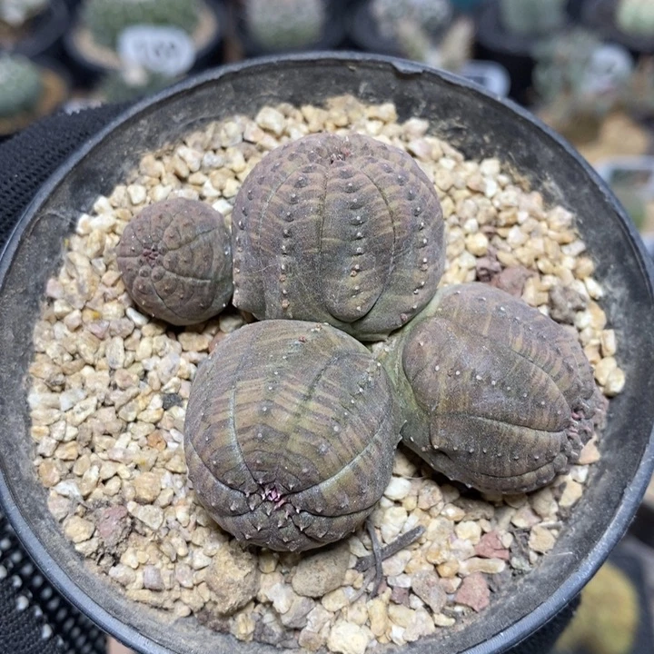 群生布纹球18号7cm