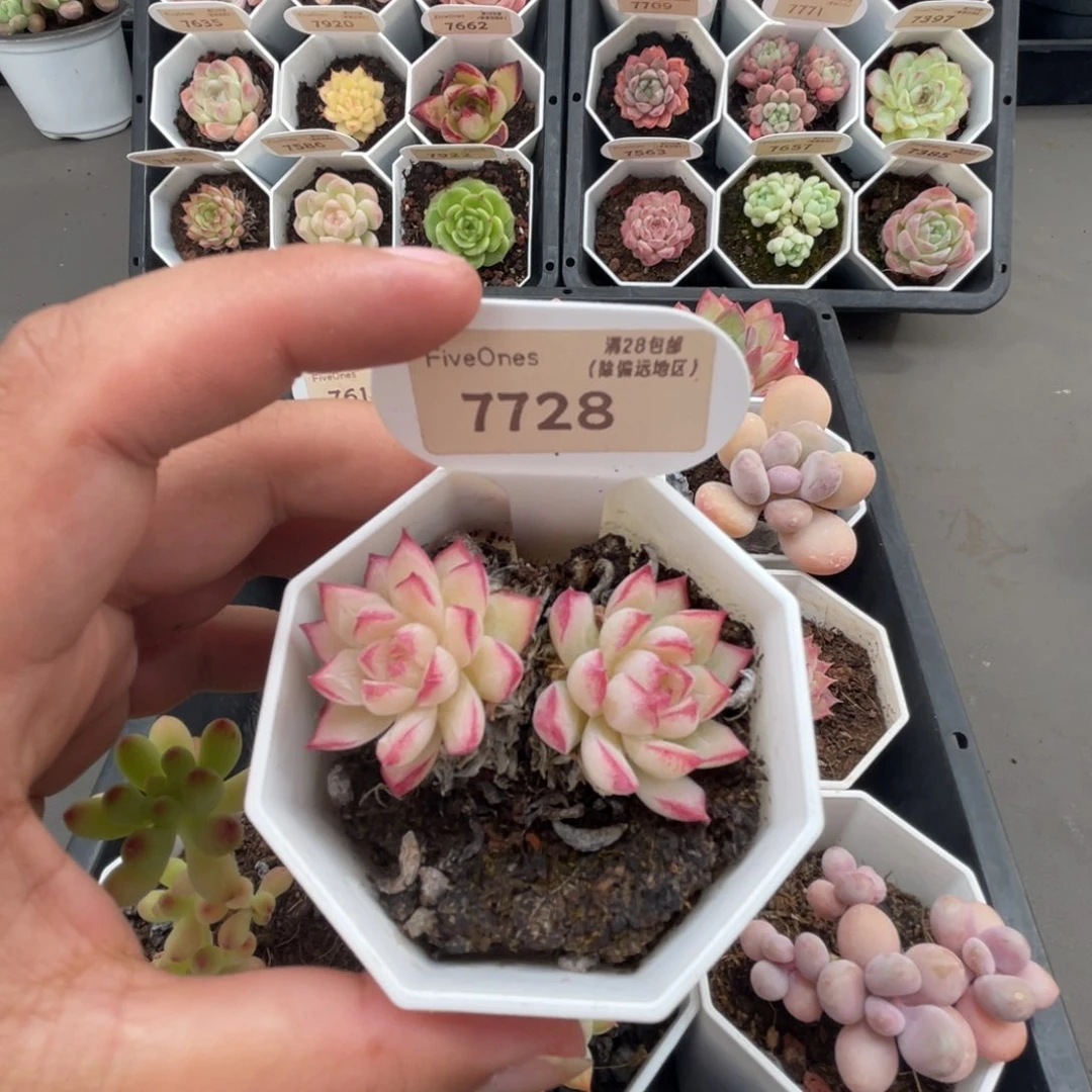 7728女王麦4.5厘米