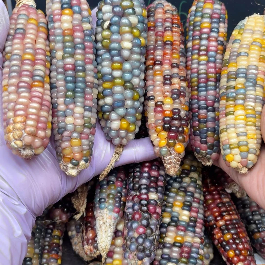 柏香籽/百香籽吊坠*️****