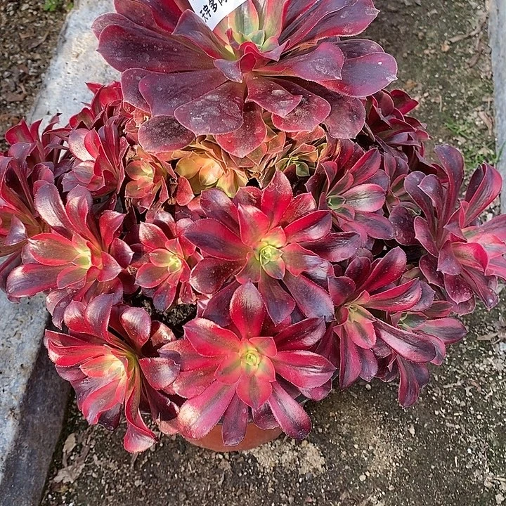 多肉植物美杜莎296多肉