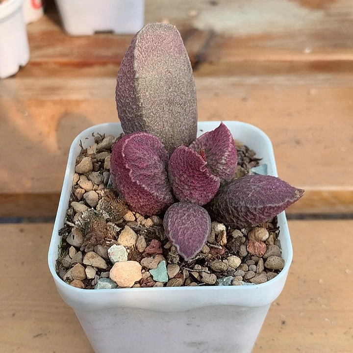 福利猪肝88888888