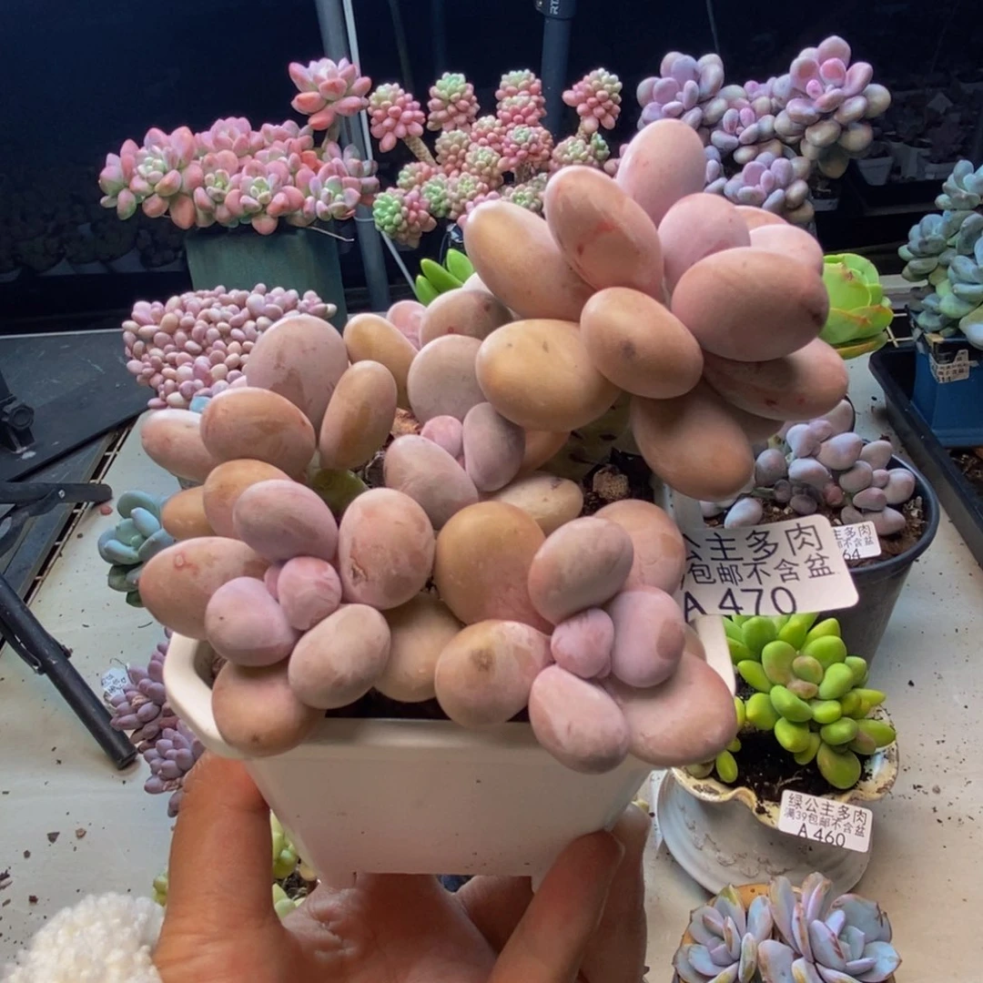 470水光针多肉9cm