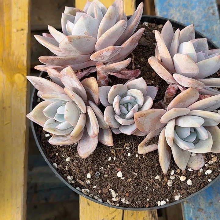 红茶惊鸿一物一拍包装收缩花旱