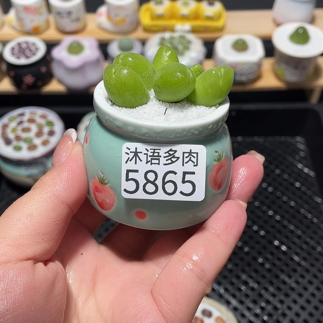 ****瓜带盆土植物 一物一拍5865