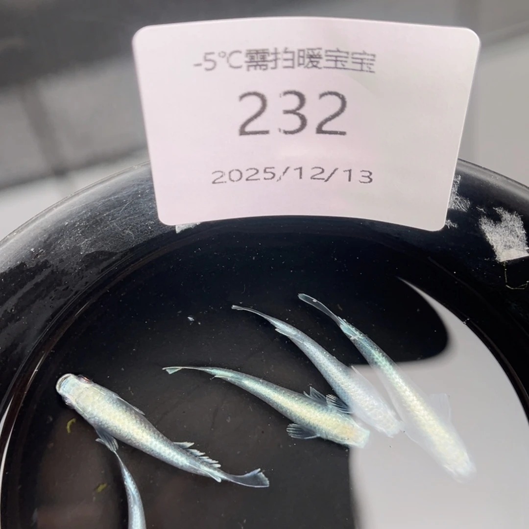 青鳉鱼232新玛利亚五尾