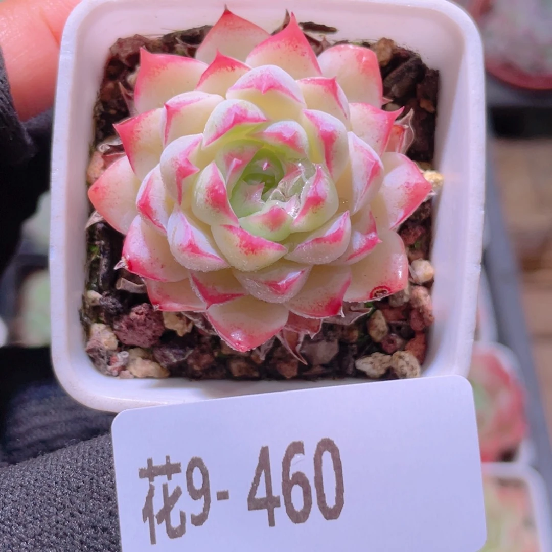 花利美9-460美瞳