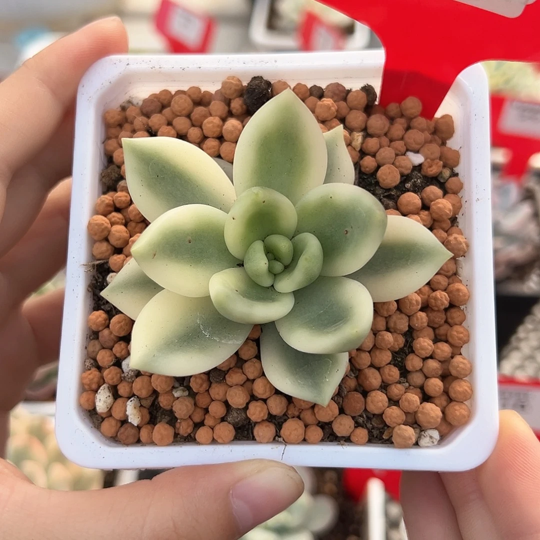 24号助之松锦多肉植物