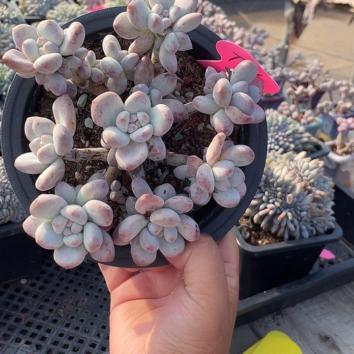 奶酪香水多肉植物116