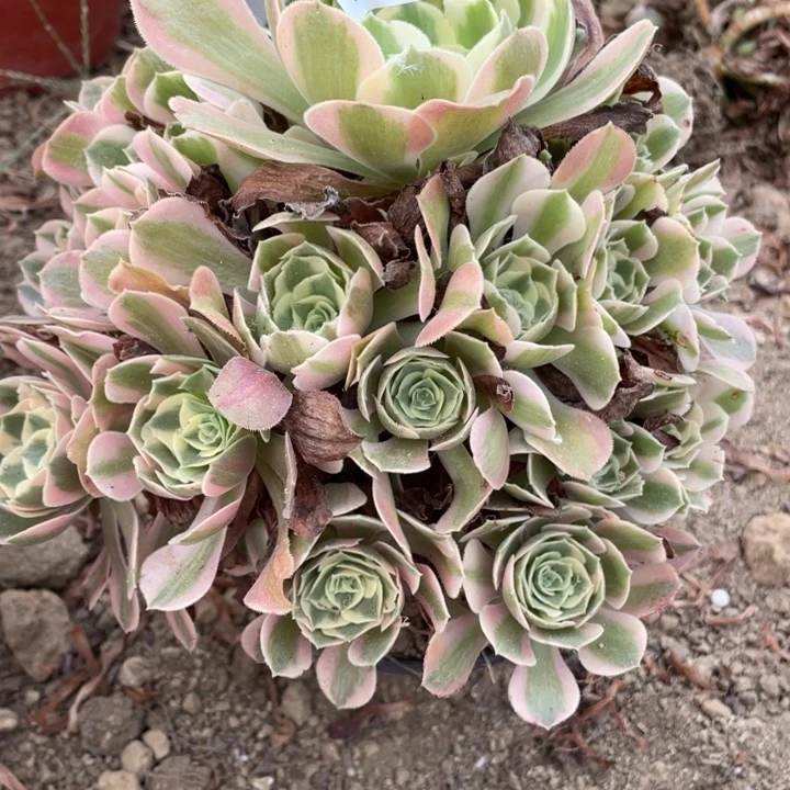 无花朵955多肉妖月