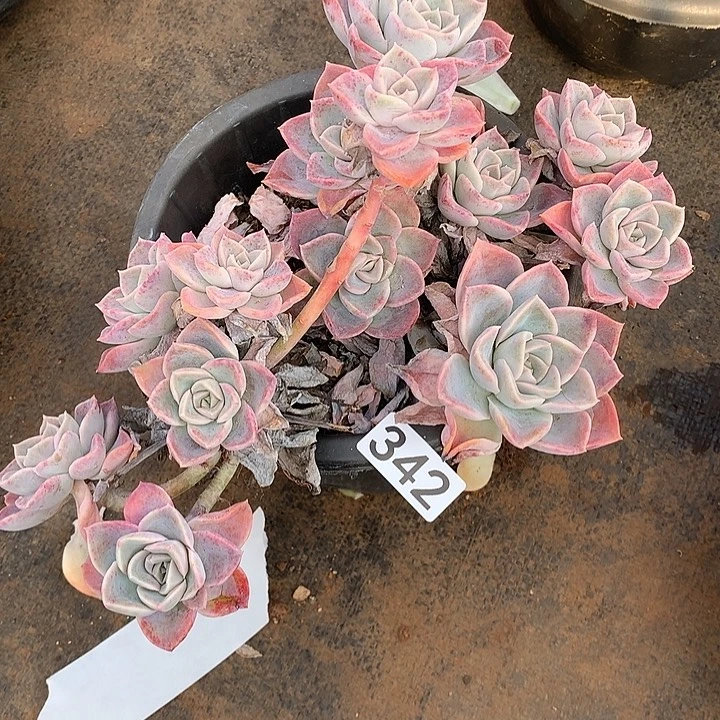 342哈利 一物一拍多肉