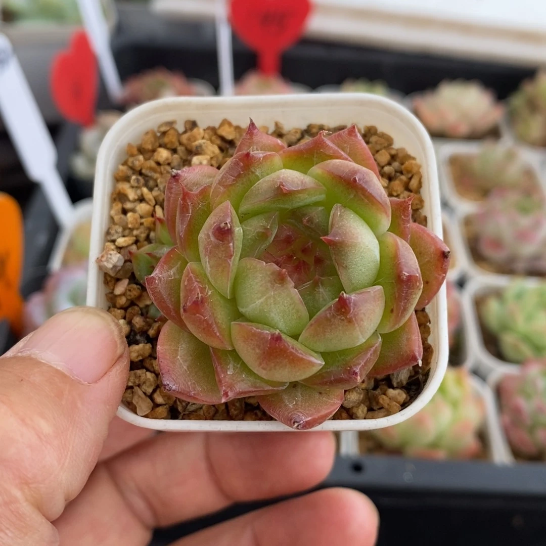 精品多肉一物拍不包整169