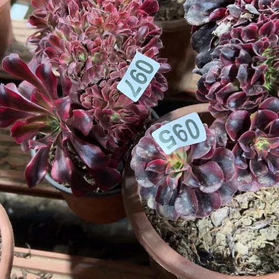 天***意多肉植物两个097.095