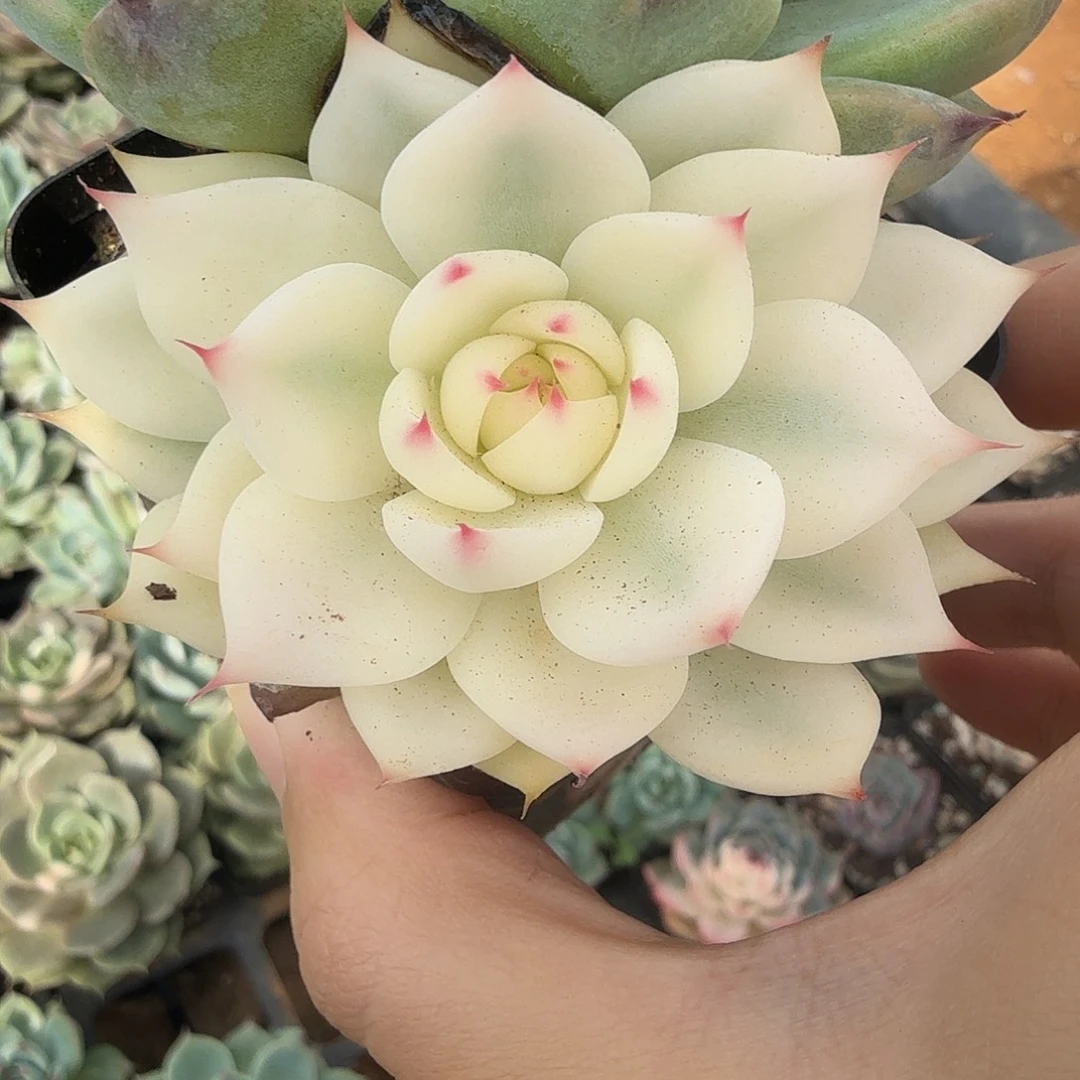 吉娃娃锦，多肉植物